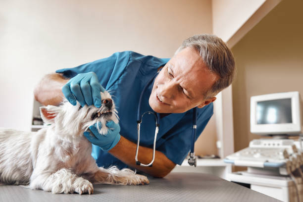 Best After-Hours Dental Care in Vauxhall, NJ